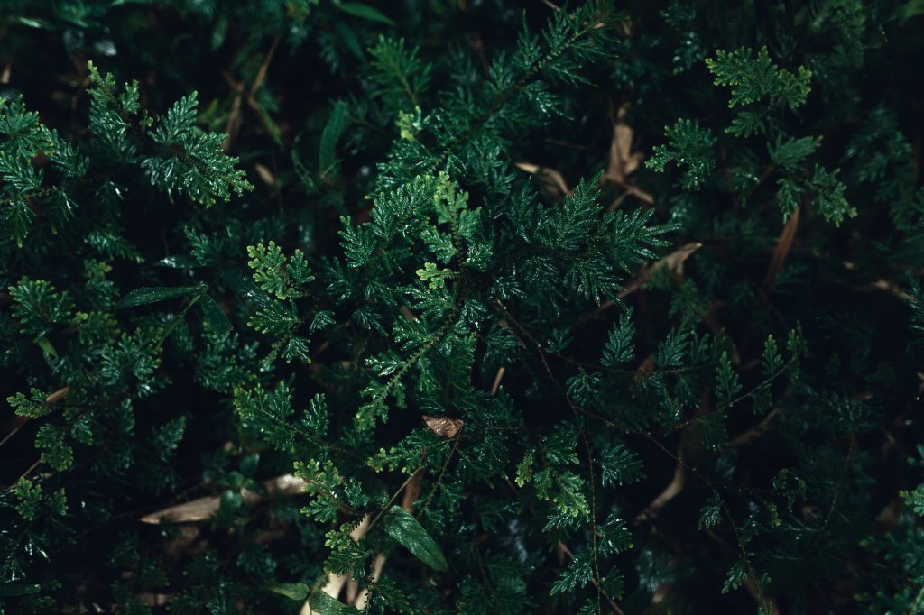 Kingdom Parables